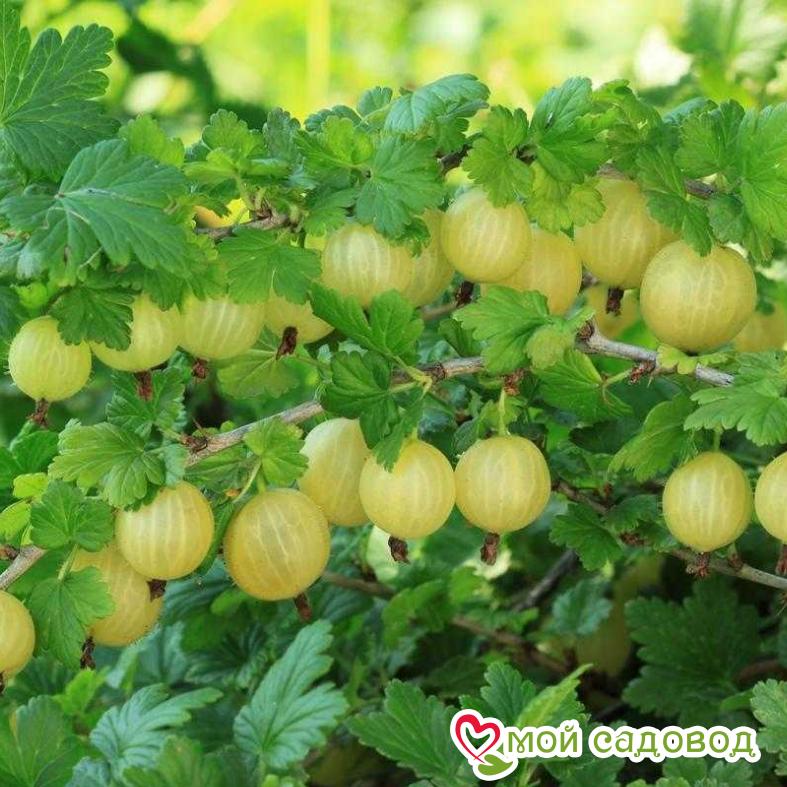 Крыжовник Самородок