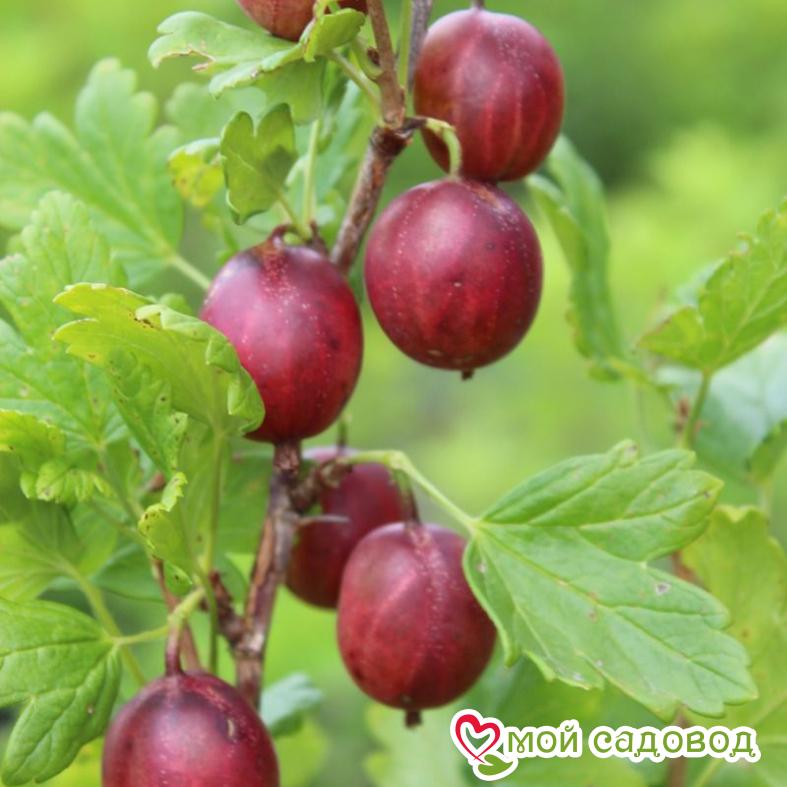 Крыжовник Черносливовый