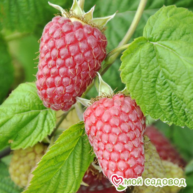 Малина Ляшка ЗКС