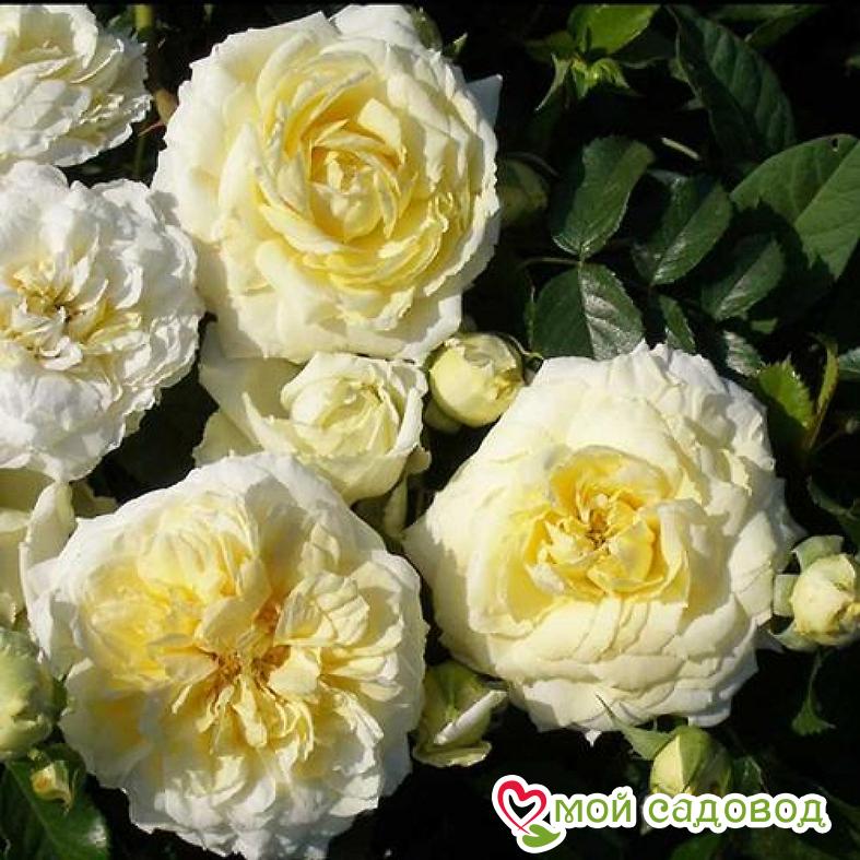 Роза Надя Мейдиланд