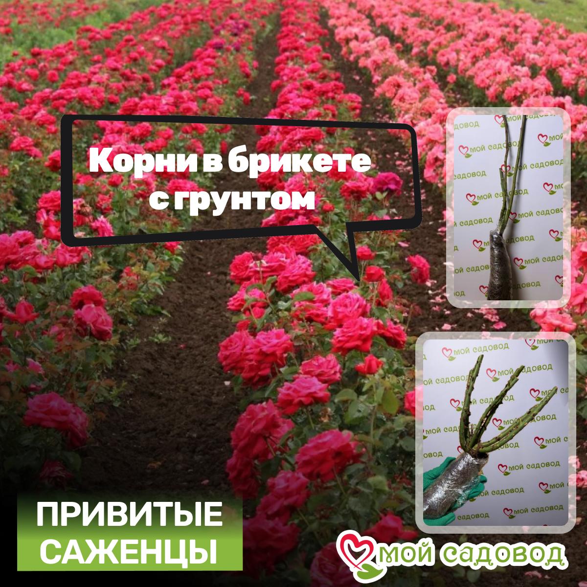 Роза Дитер Мюллер