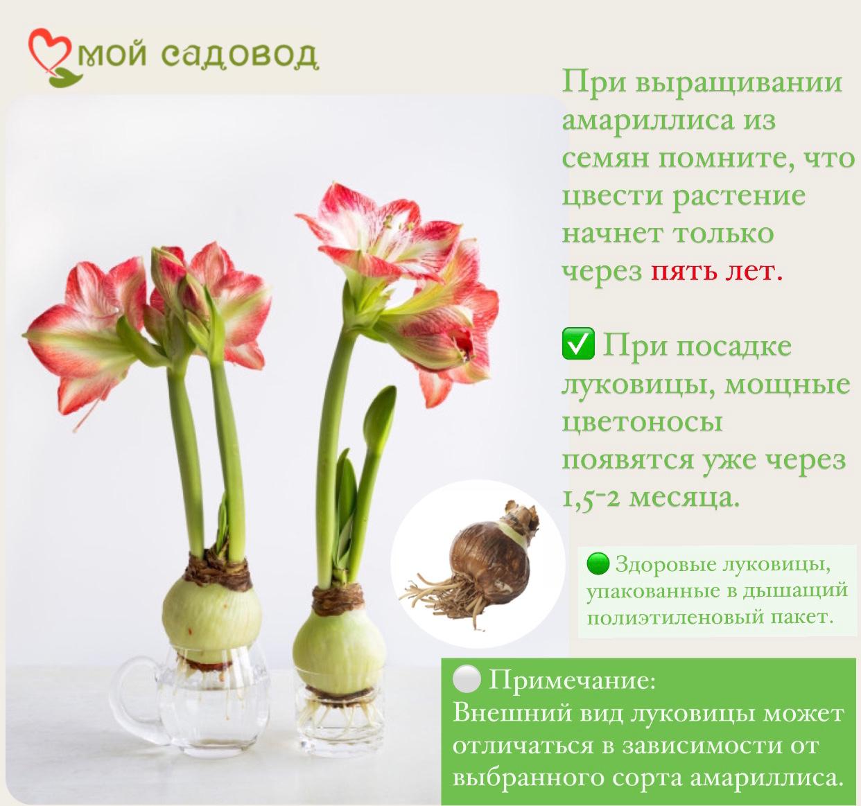 АМАРИЛЛИСА АБРИКОСОВЫЙ ПАРФЕ