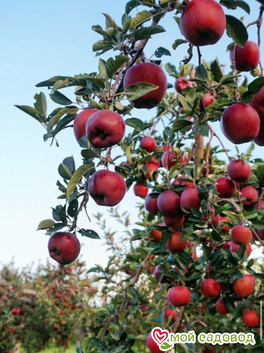 Яблоня Джерси