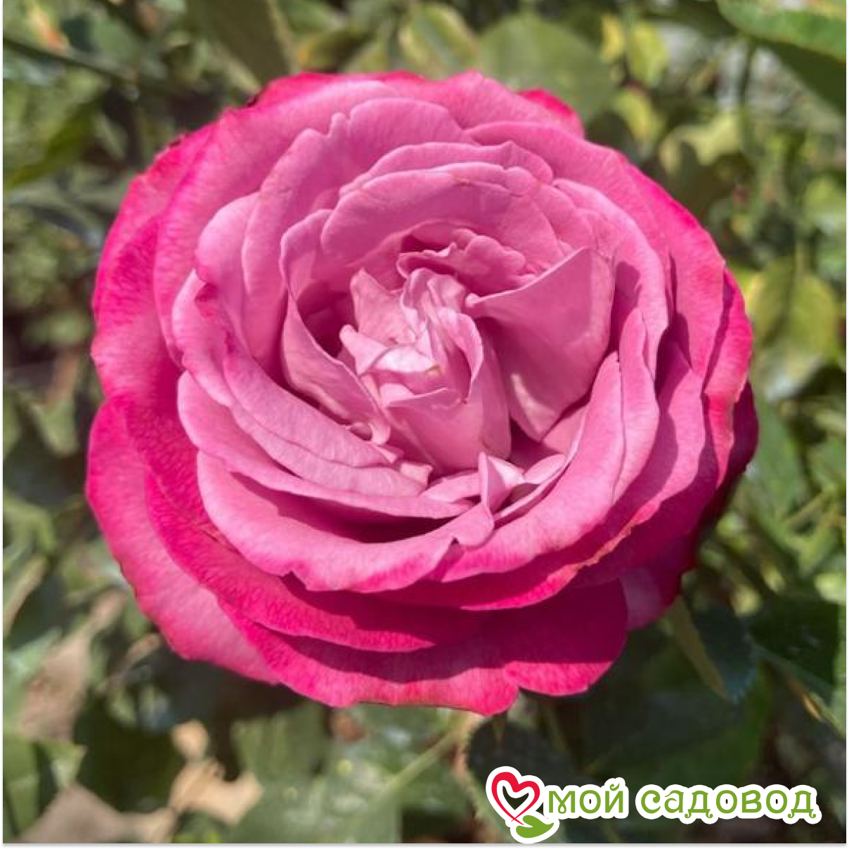 Роза чайно-гибридная Блу Ривер